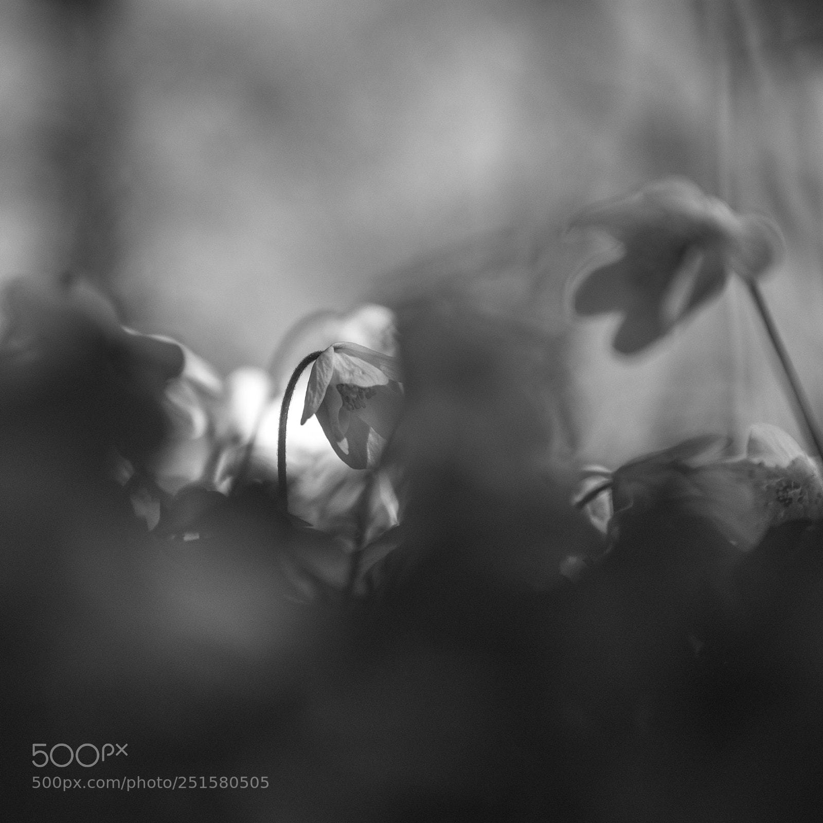 Nikon D5200 sample photo. Erwetegem steenbergen lente photography