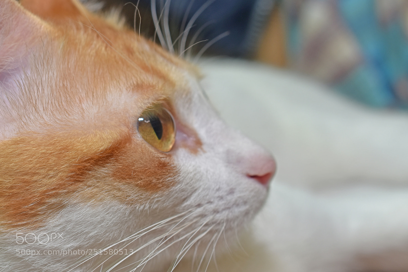 Nikon D7200 sample photo. Untitled photography