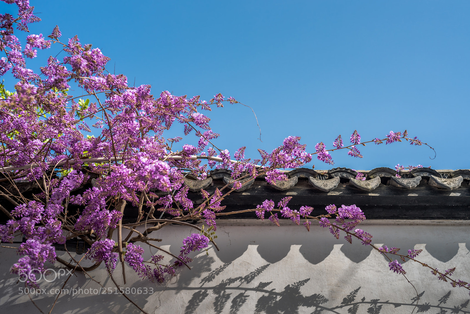 Nikon D810 sample photo. 不知道什么花。。。 photography