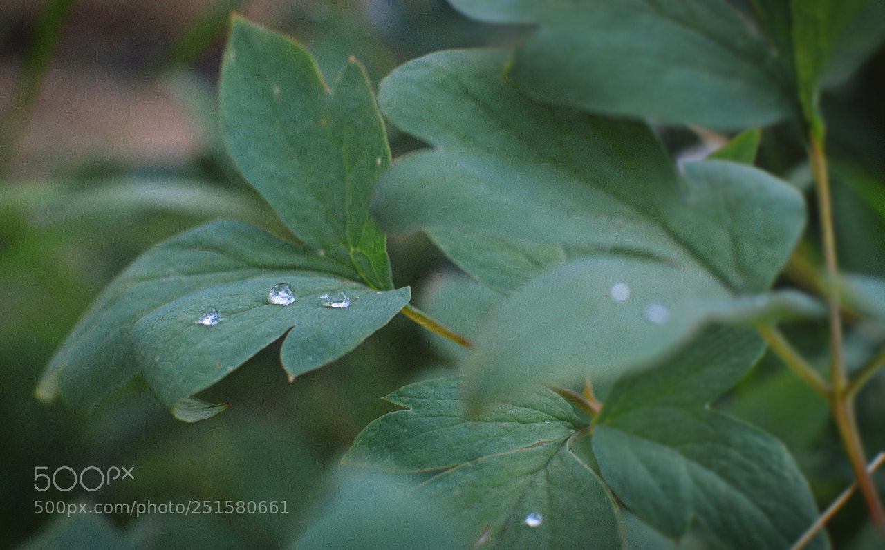 Nikon D3200 + Nikon AF-S DX Nikkor 35mm F1.8G sample photo. *** photography