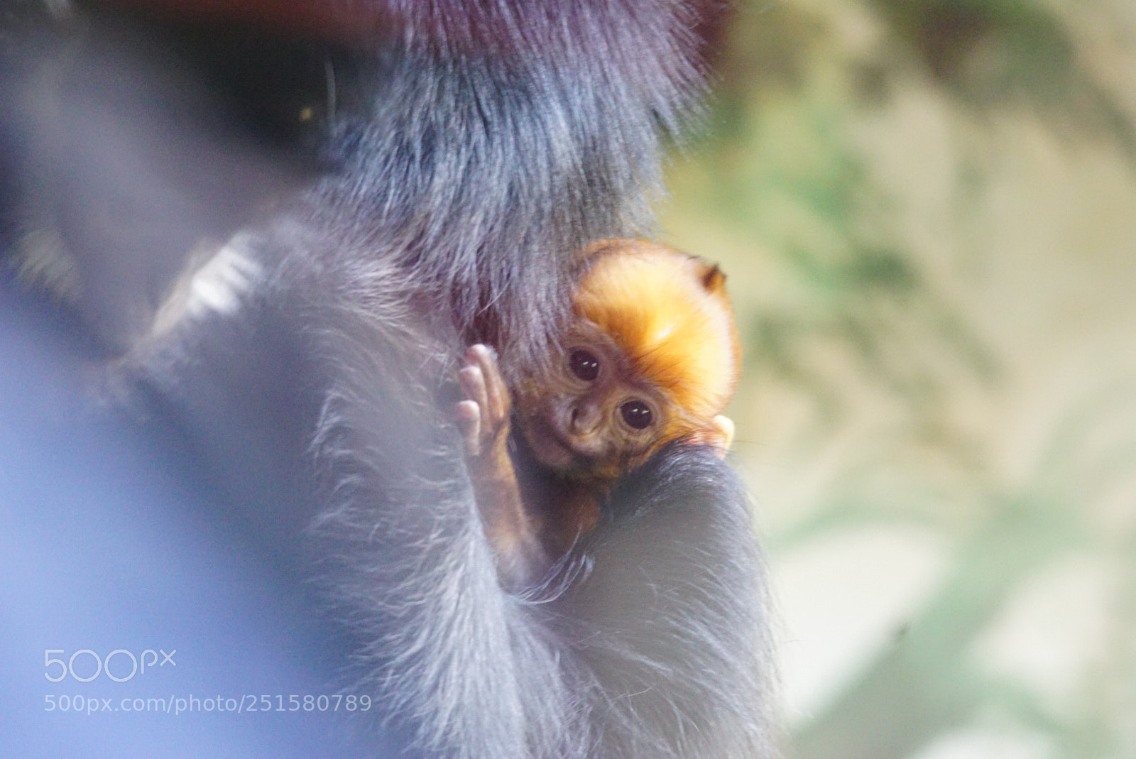 Sony ILCA-77M2 sample photo. Save in mommas arms photography