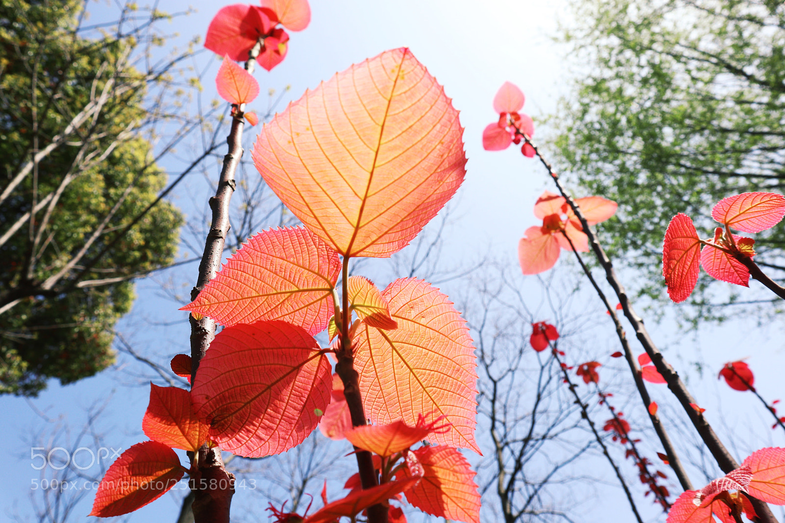 Canon EOS M6 sample photo. 重生 photography