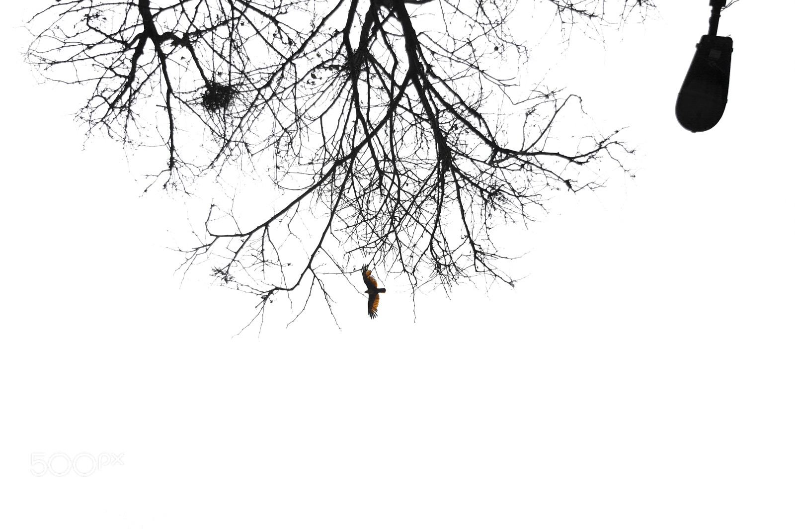 Nikon D5200 sample photo. Fly photography