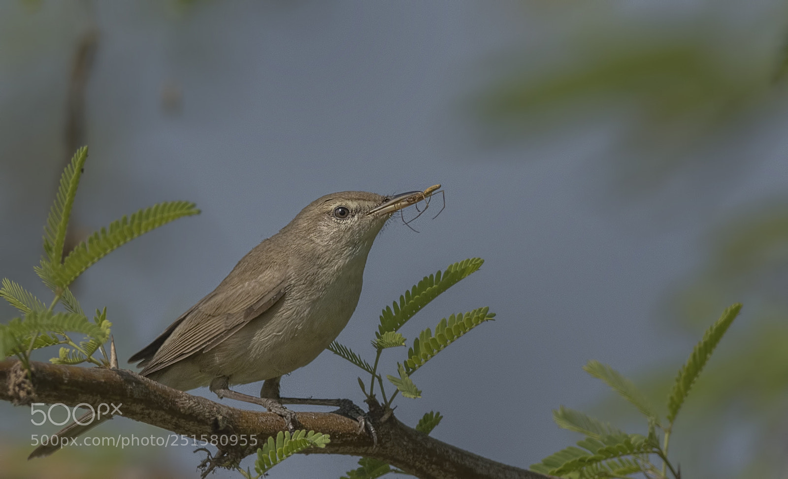 Nikon D500 sample photo. Clamorous reed warbler photography