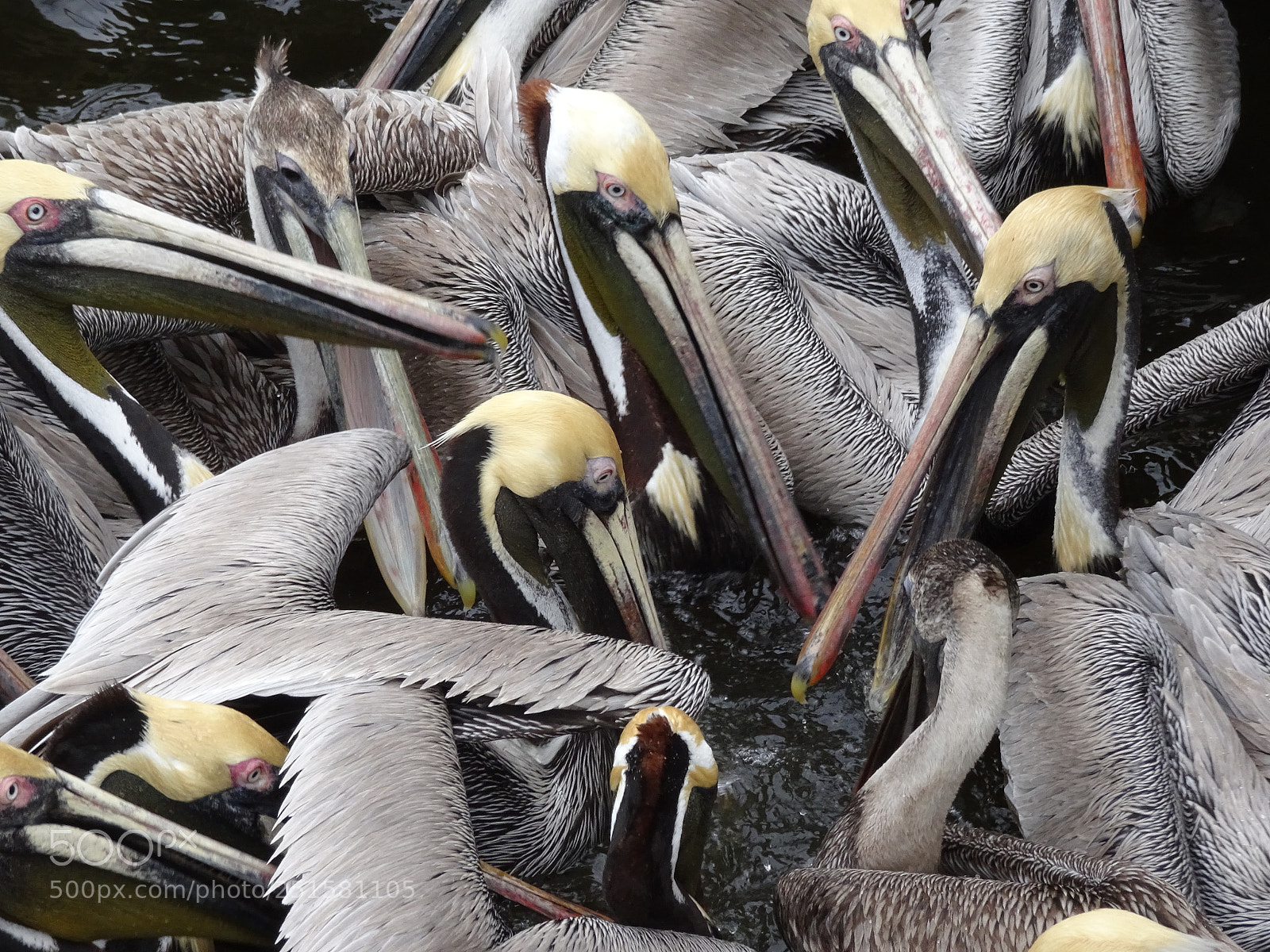 Sony Cyber-shot DSC-HX90V sample photo. Pelican congregation photography