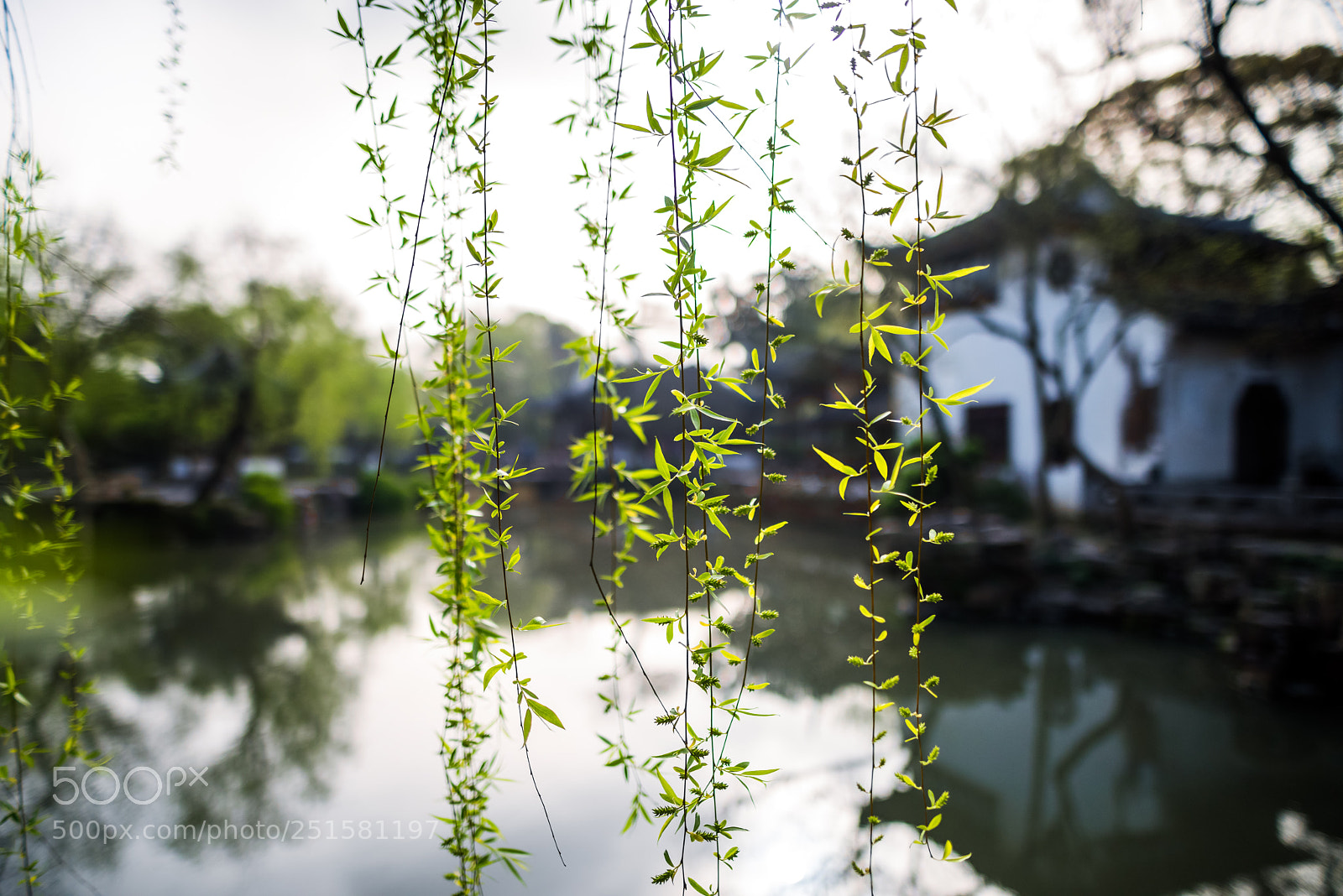 Nikon D810 sample photo. 细叶谁裁出？ photography