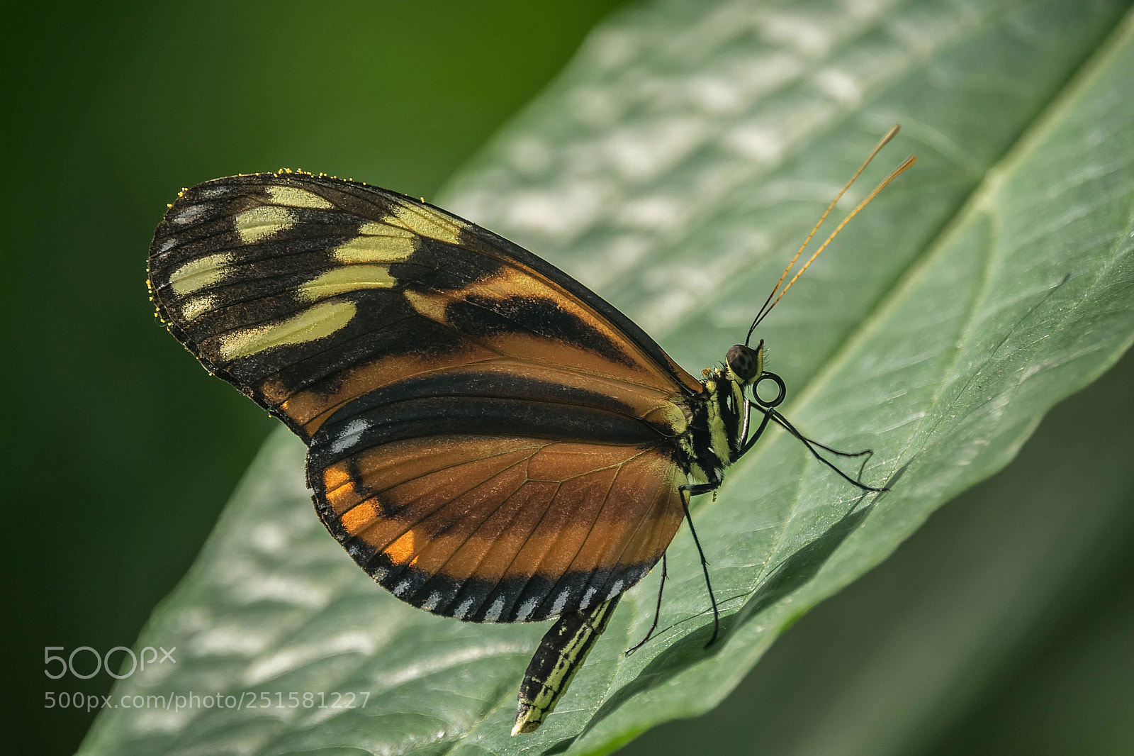 Sony Cyber-shot DSC-RX10 III sample photo. Butterfly photography