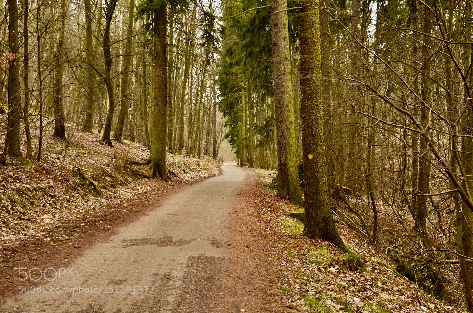 Nikon D5100 sample photo. Road in forest photography