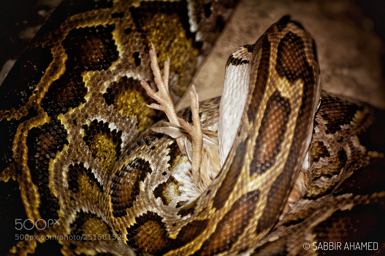 Nikon D7100 sample photo. Untitled photography