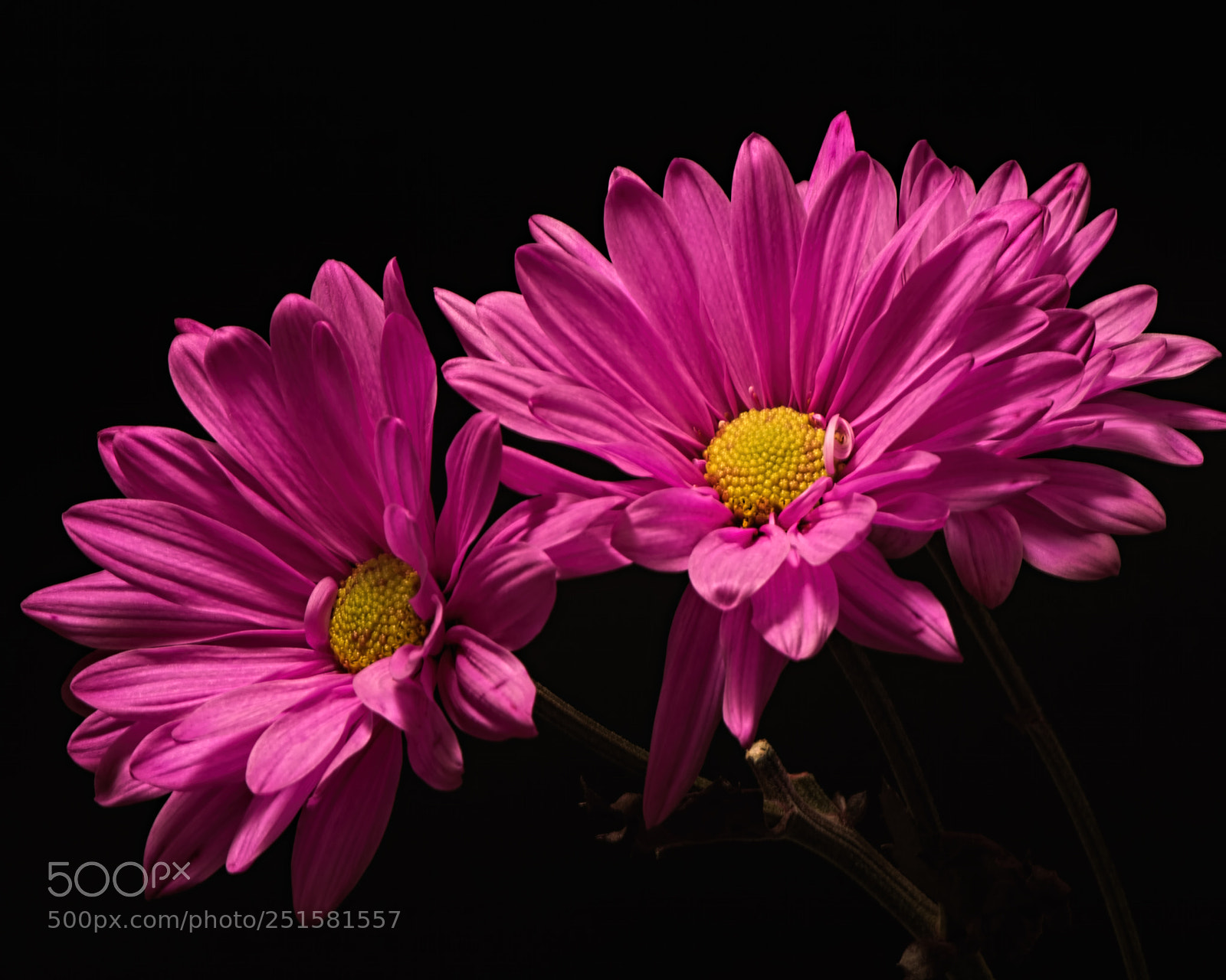 Nikon D810 sample photo. Pink daisy pair 0328 photography