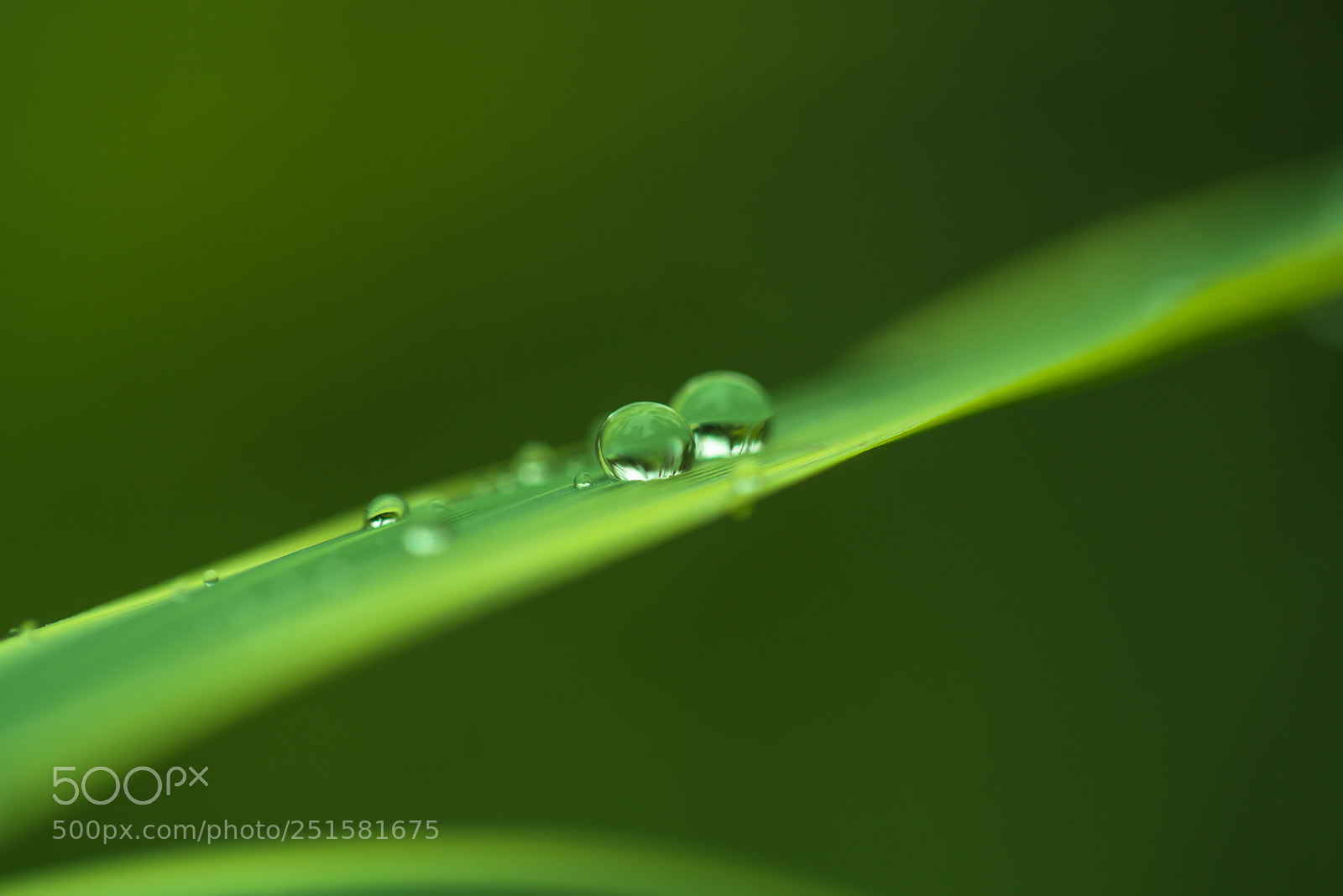 Sony a7R II sample photo. 晶莹滴透 photography