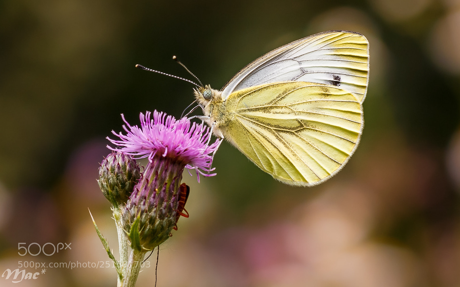 Canon EOS 70D sample photo. Green-veined white-klein geaderd witje photography