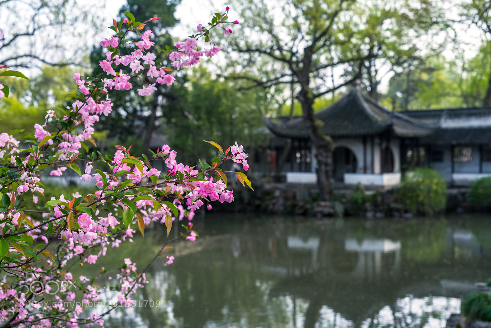 Nikon D810 sample photo. 海棠春 photography