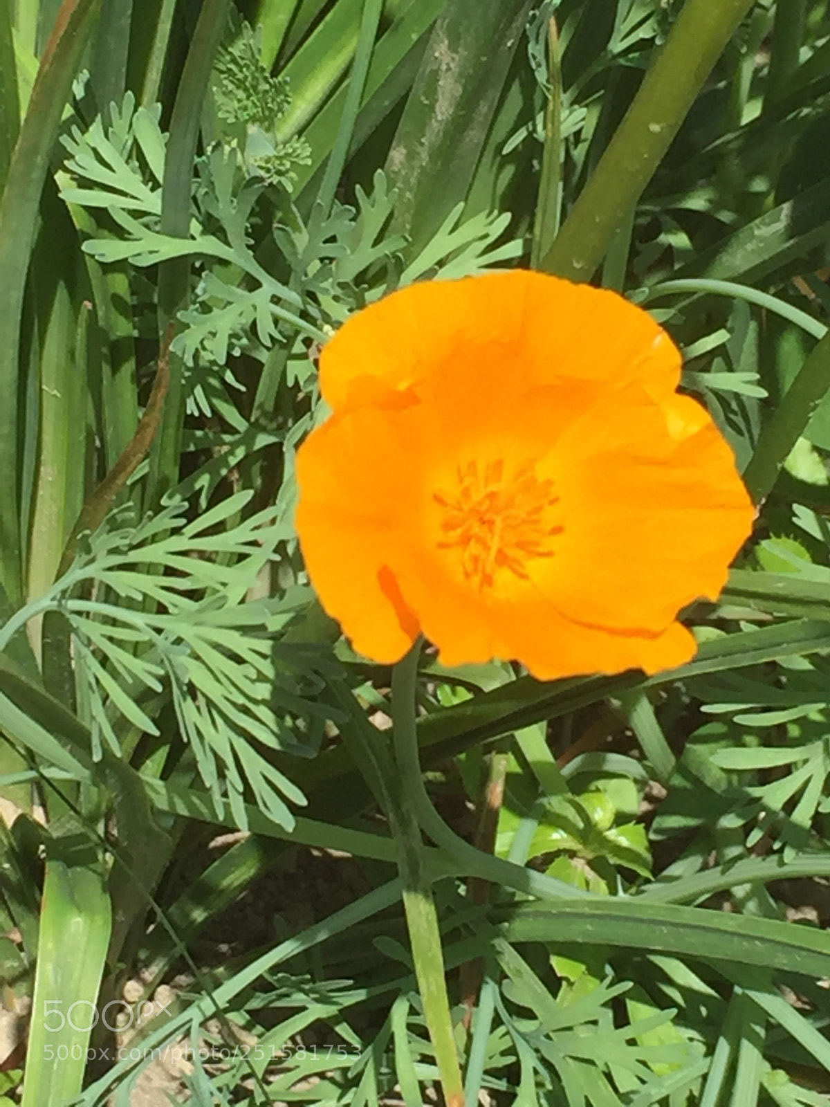 Apple iPhone 6 sample photo. The closer the better photography