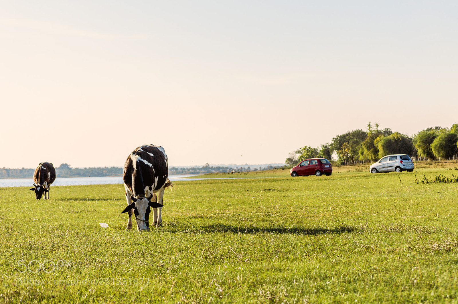 Nikon D3200 sample photo. Cows and cars photography