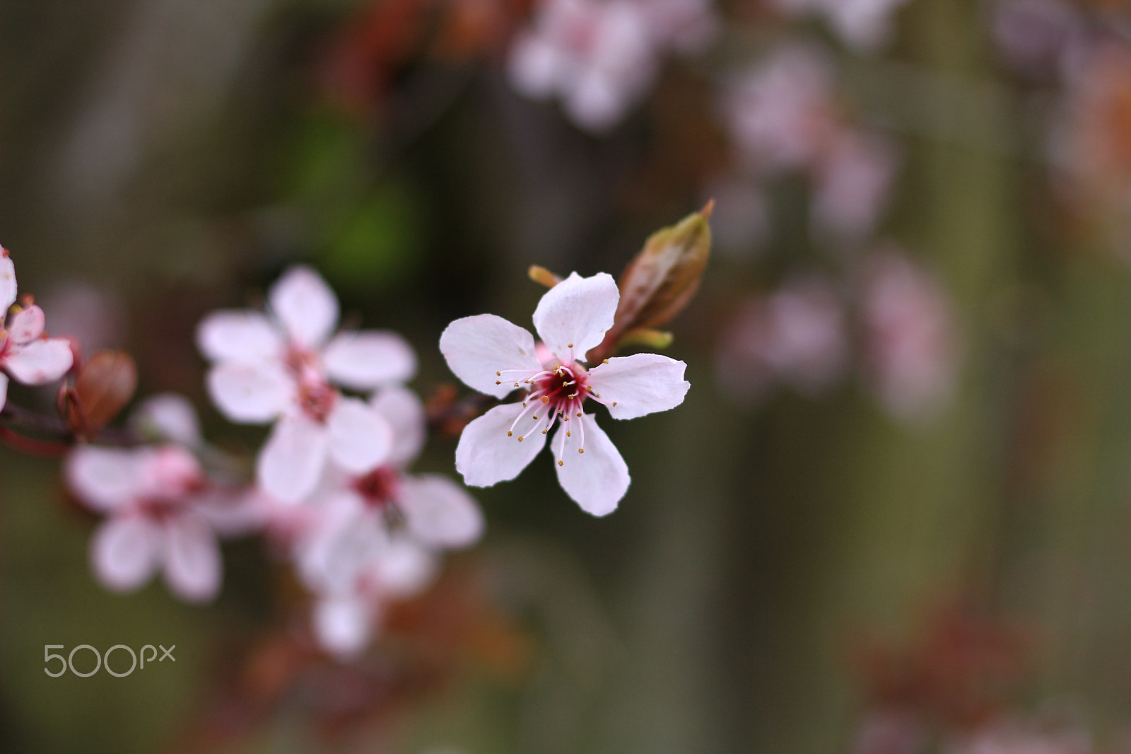 Canon EOS 1300D (EOS Rebel T6 / EOS Kiss X80) + Canon EF 35mm F2 sample photo. Pink one photography