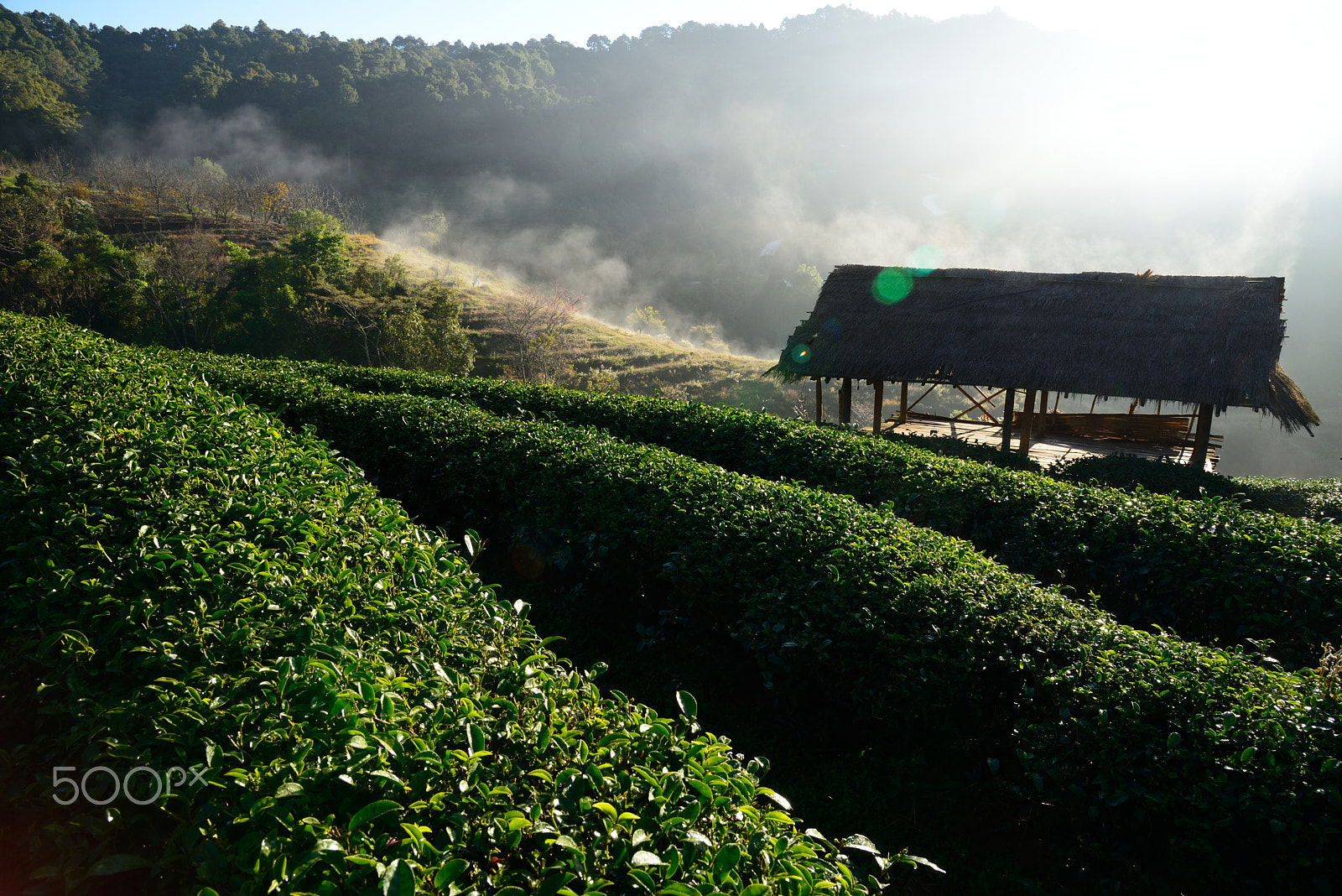 Nikon D610 sample photo. Oolong tea plantation photography