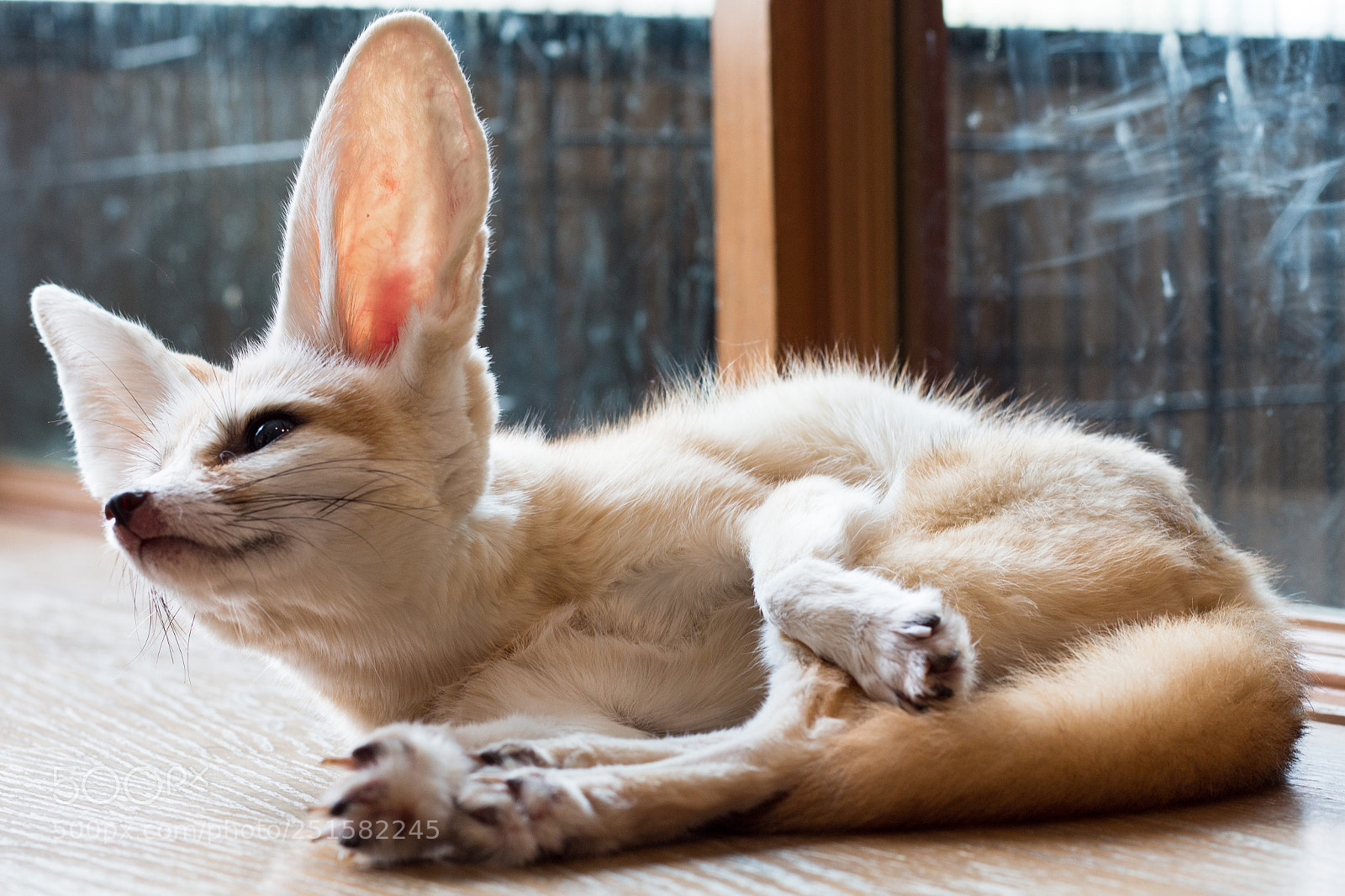 Canon EOS 70D sample photo. Fennec fox 1 year photography