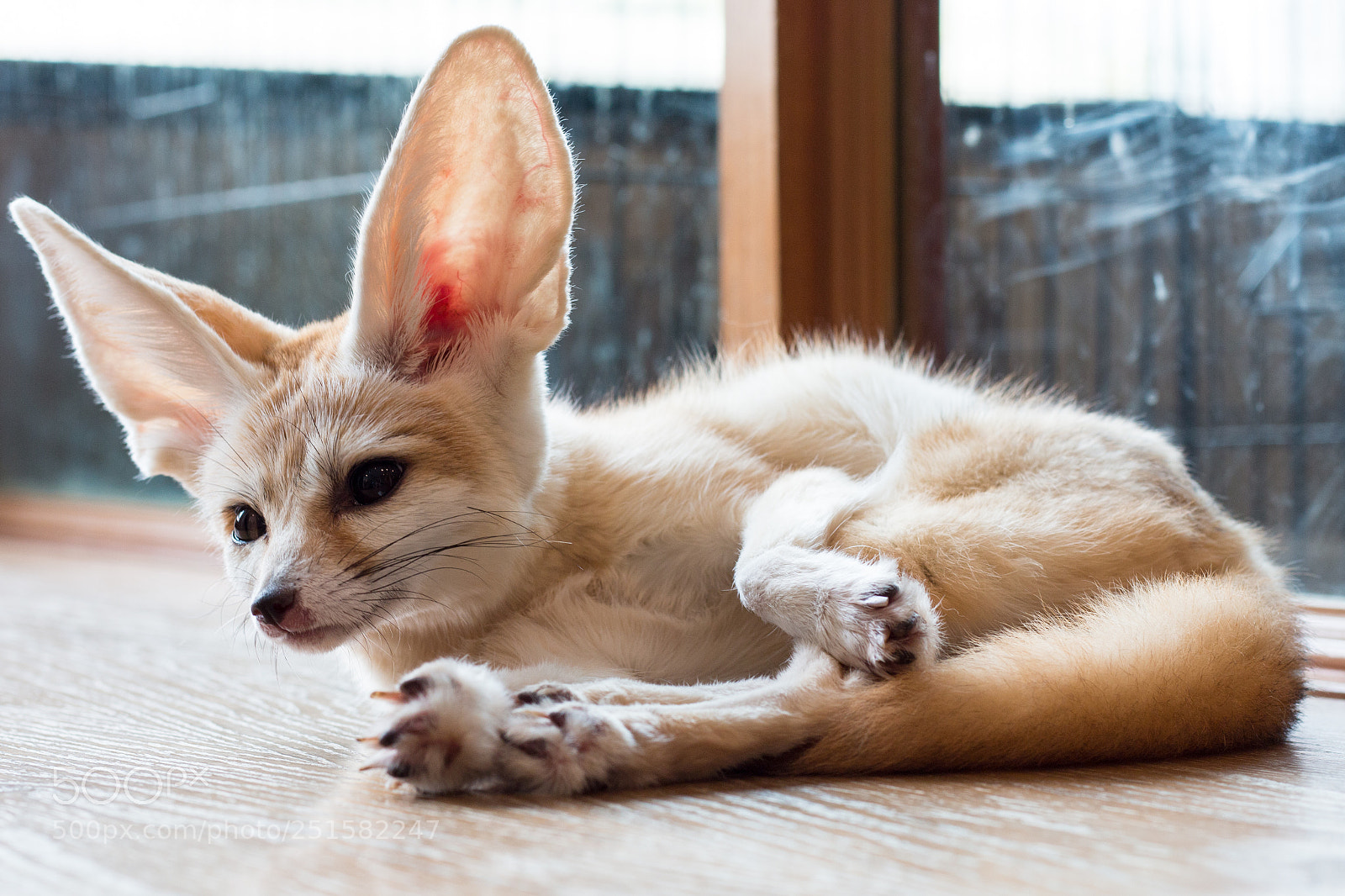 Canon EOS 70D sample photo. Fennec fox 1 year photography