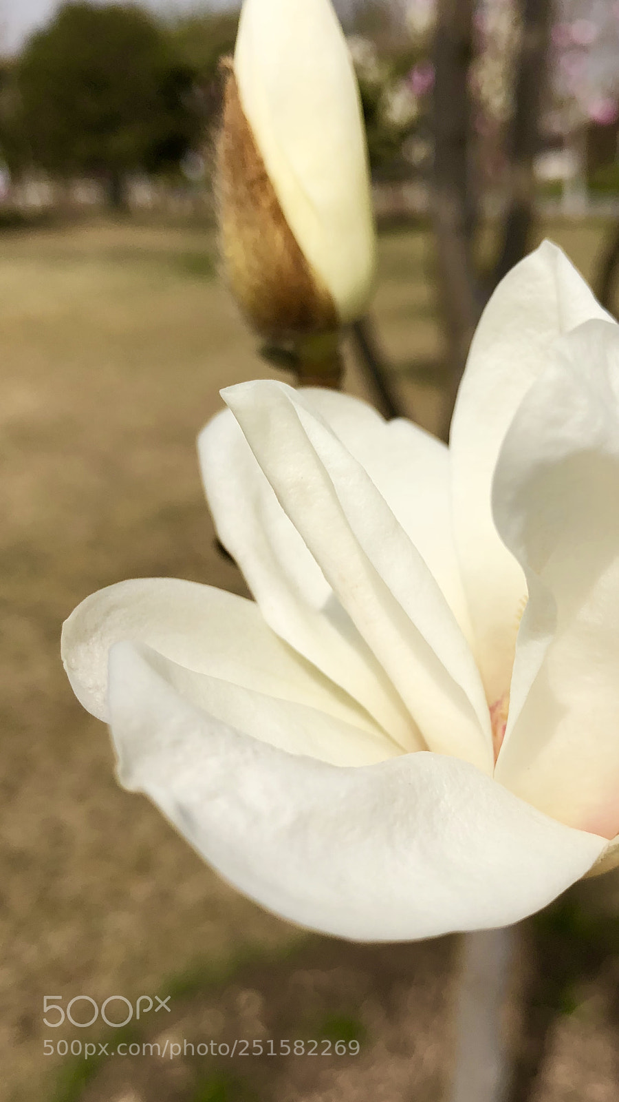Apple iPhone X sample photo. Untitled photography