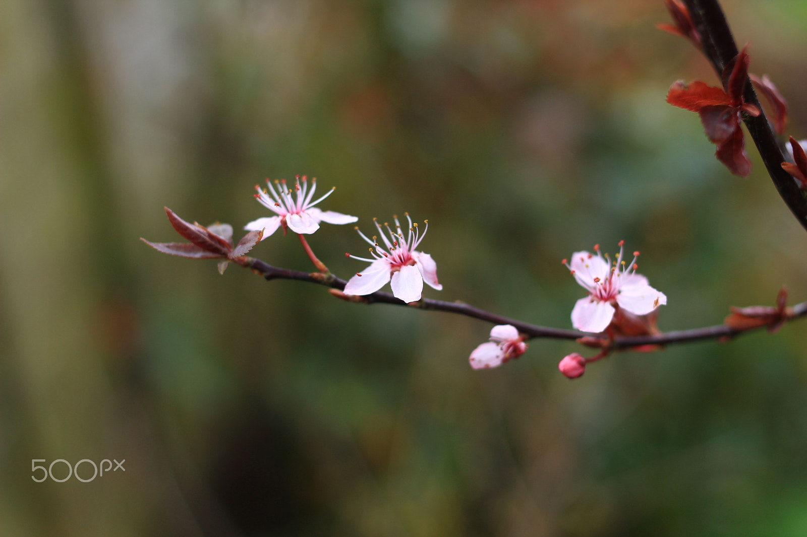 Canon EF 35mm F2 sample photo. Pink two photography