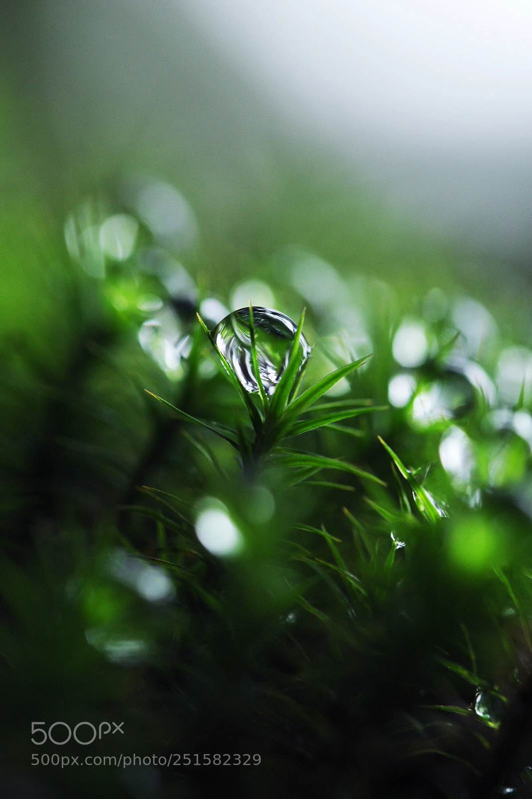 Nikon D700 sample photo. Yet another drop photography