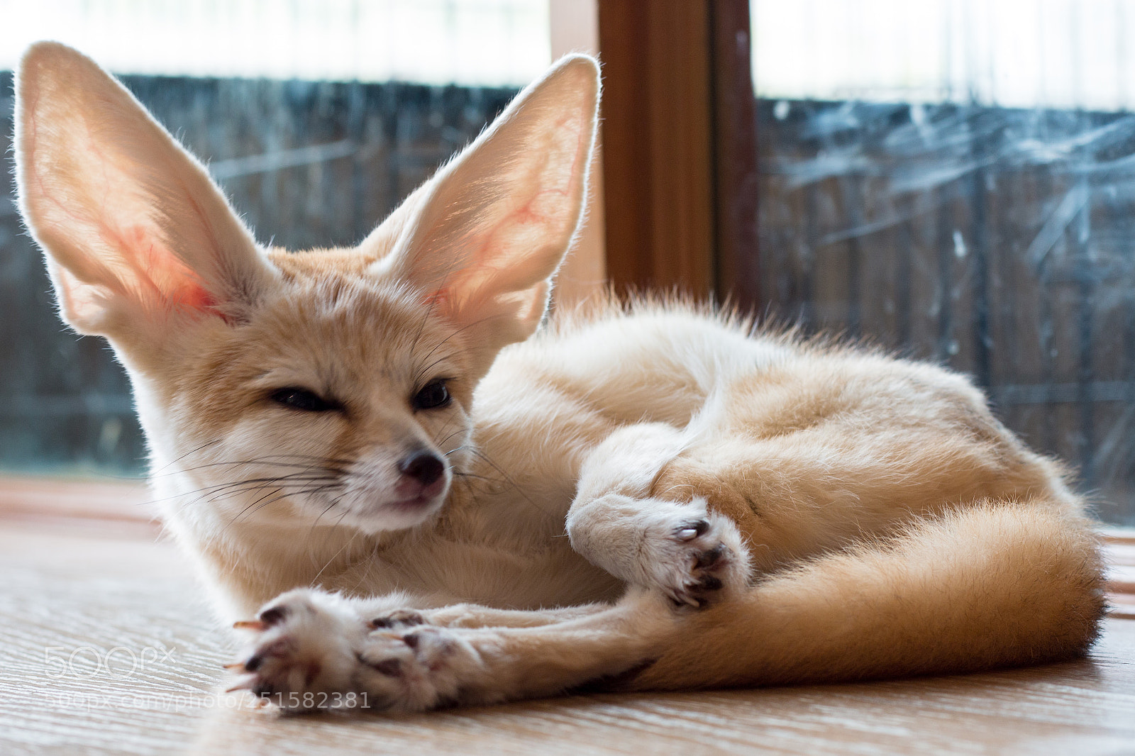 Canon EOS 70D sample photo. Fennec fox 1 year photography