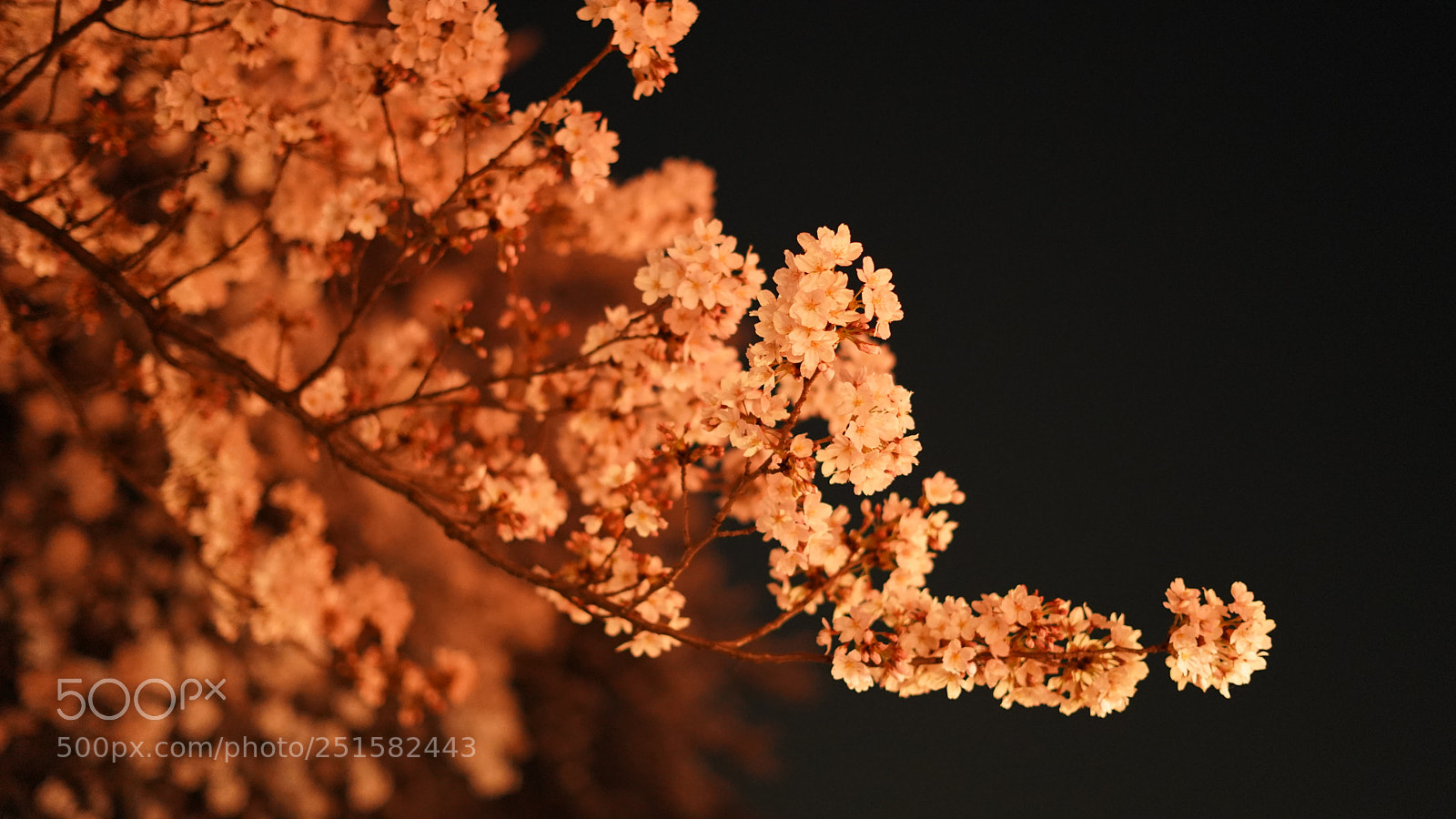 Sony a7 III sample photo. Sakura saku photography