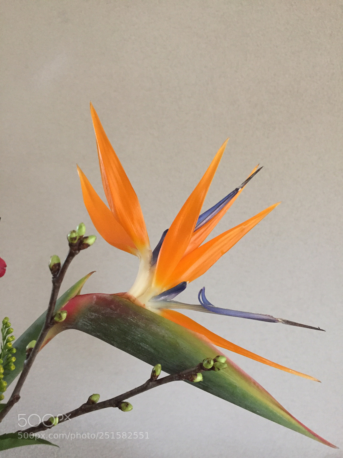 Apple iPhone 6 sample photo. Papegaaienbloem photography