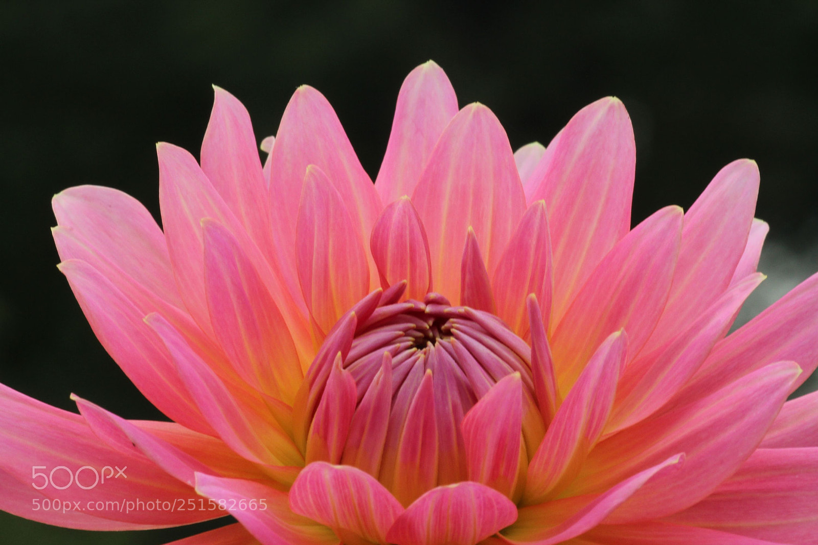 Canon EOS 600D (Rebel EOS T3i / EOS Kiss X5) sample photo. Dahlia photography