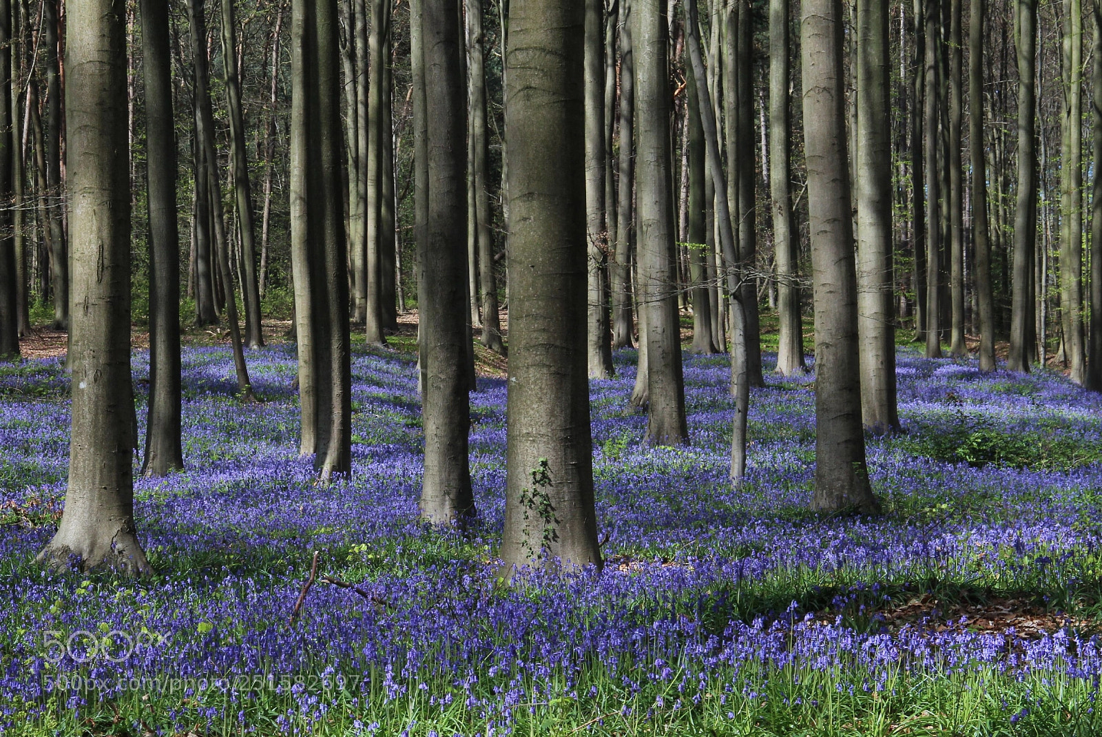 Canon EOS 600D (Rebel EOS T3i / EOS Kiss X5) sample photo. Hallerbos photography