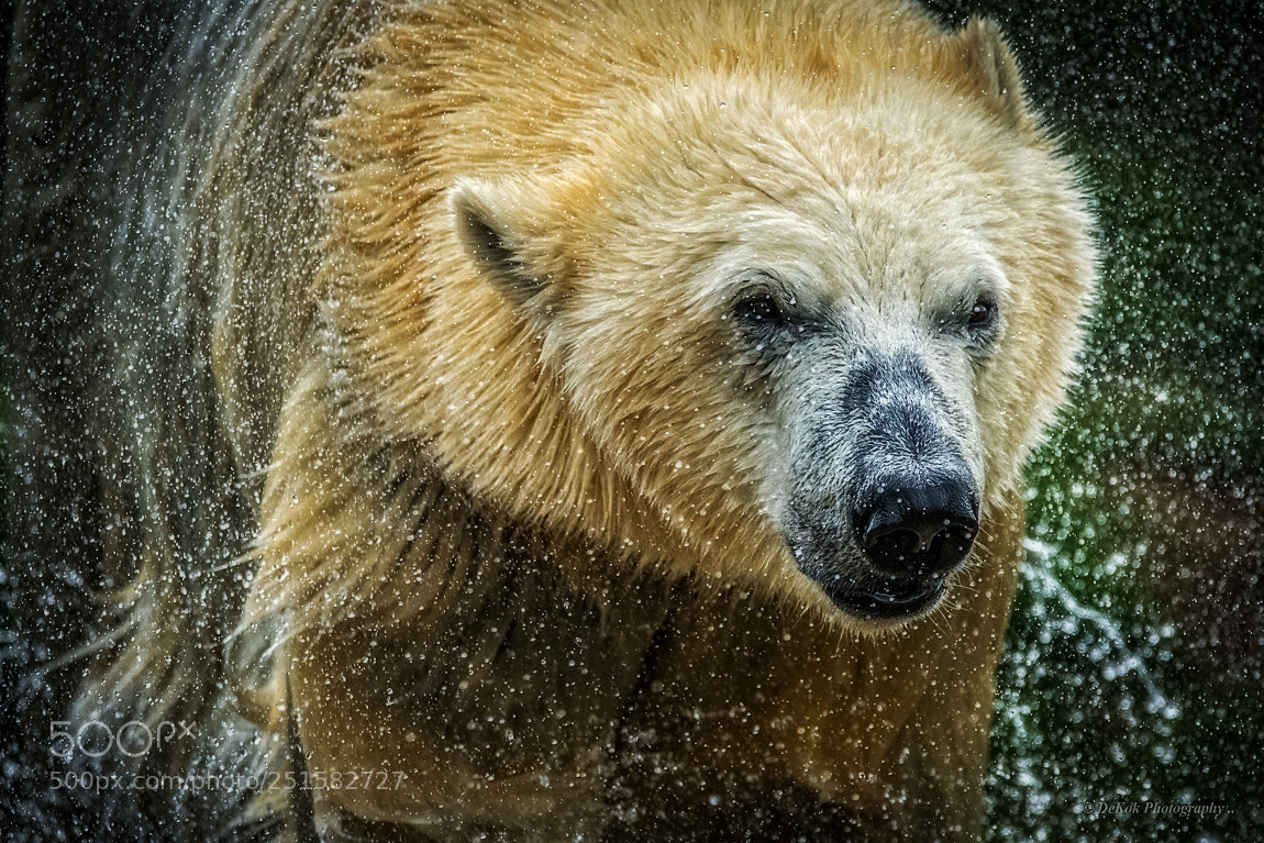 Nikon D500 sample photo. Shake out polar bear .. photography