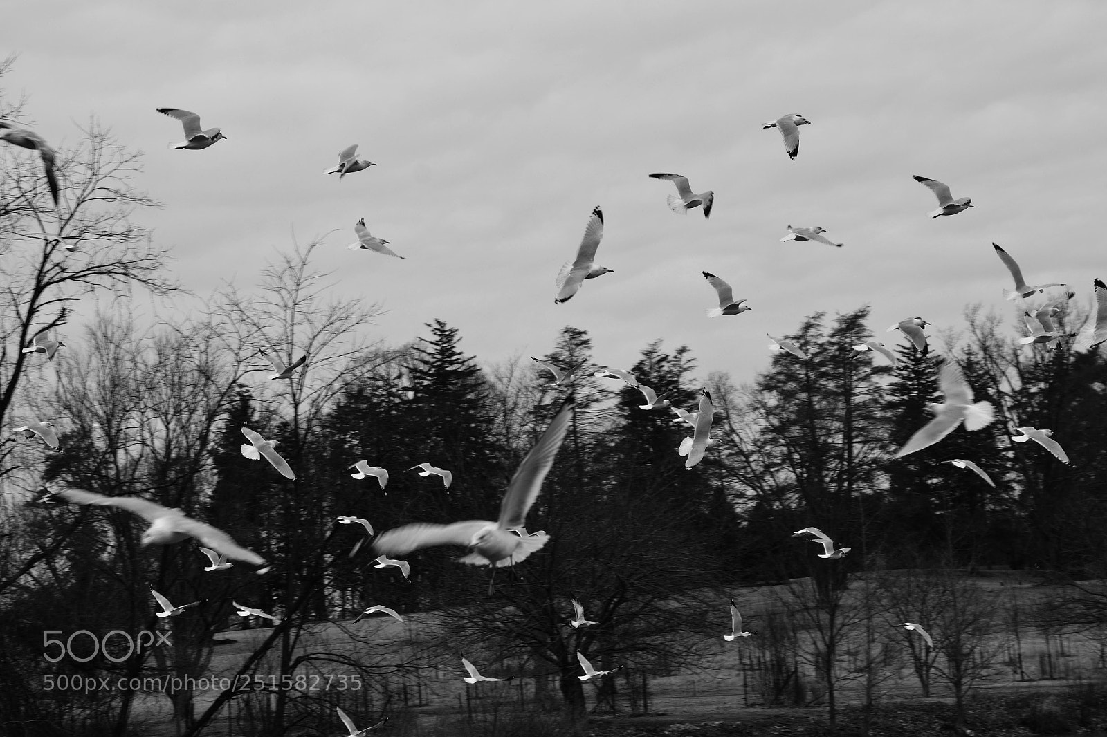 Nikon D7100 sample photo. Bird life. free flight photography