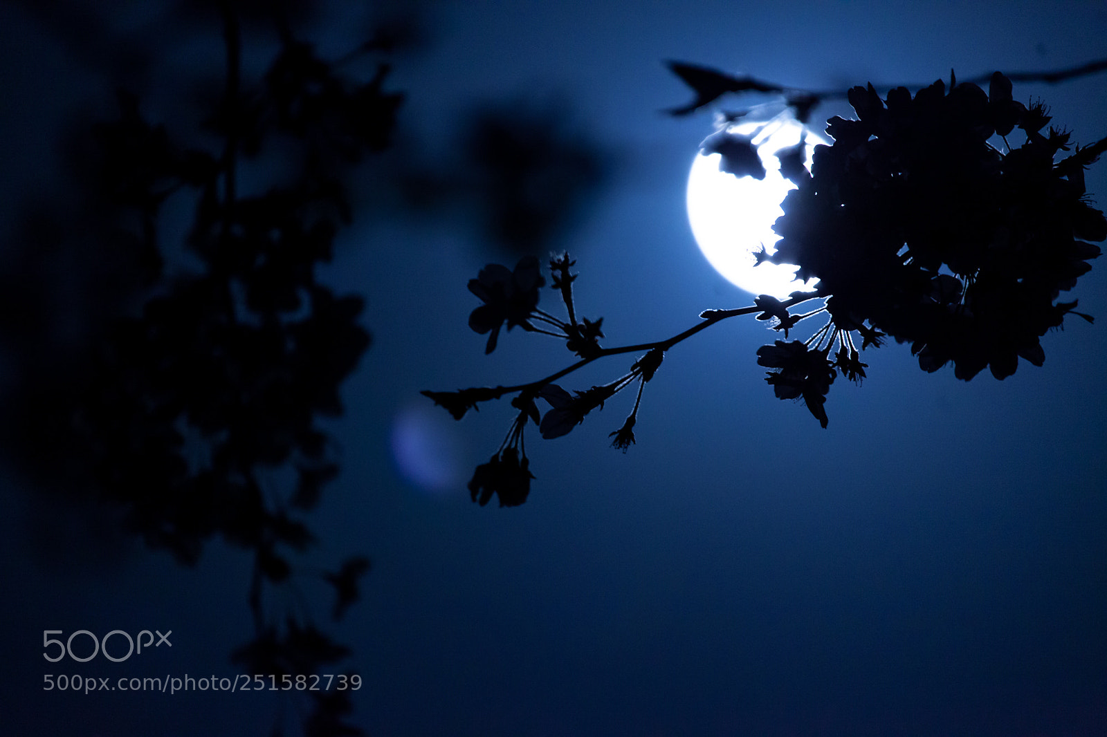 Canon EOS 5D Mark II sample photo. Cherry at night 2 photography