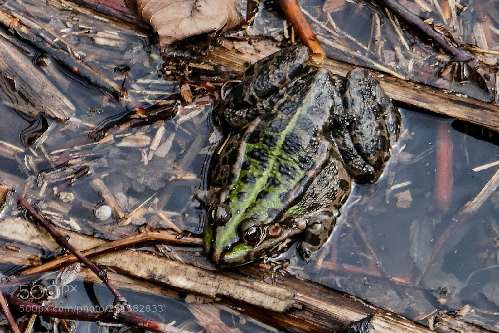 Panasonic Lumix DMC-ZS100 (Lumix DMC-TZ100) sample photo. Frog season photography