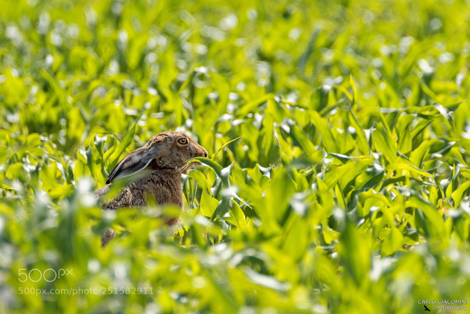 Nikon D810 sample photo. A green sea photography