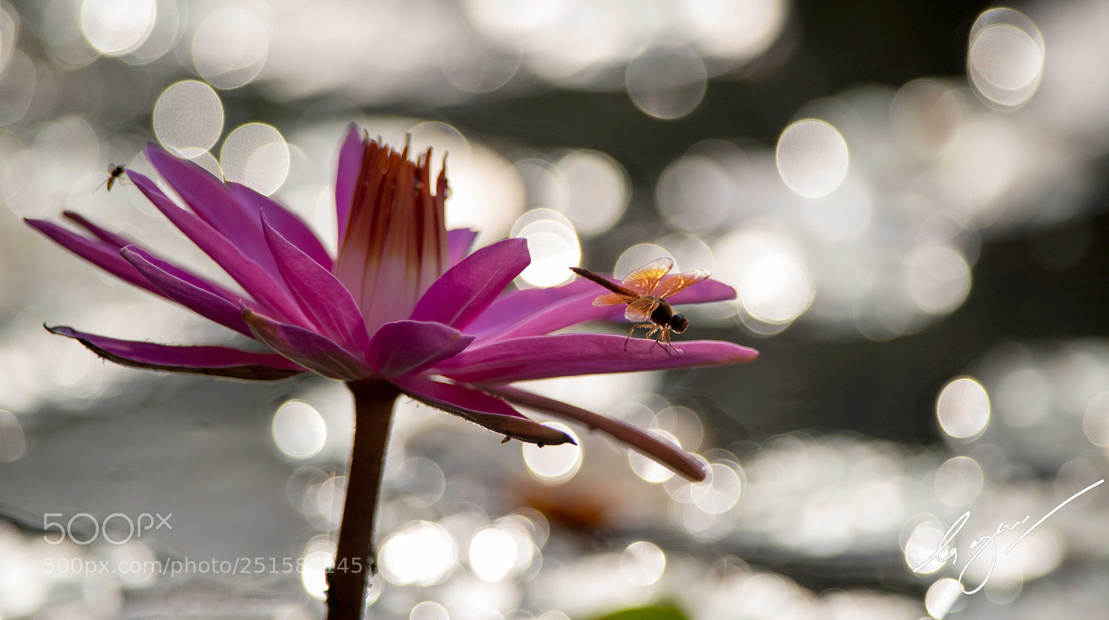 Nikon D800E sample photo. Poised photography
