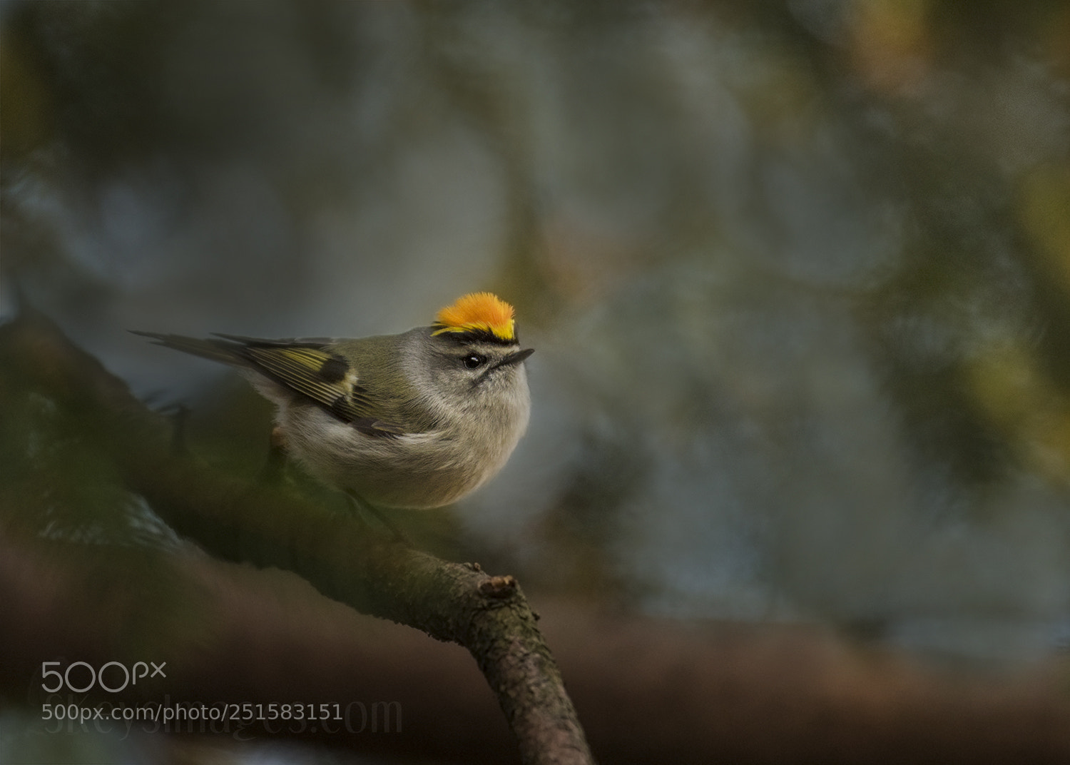 Nikon D500 sample photo. Flame (golden-crowned kinglet) photography