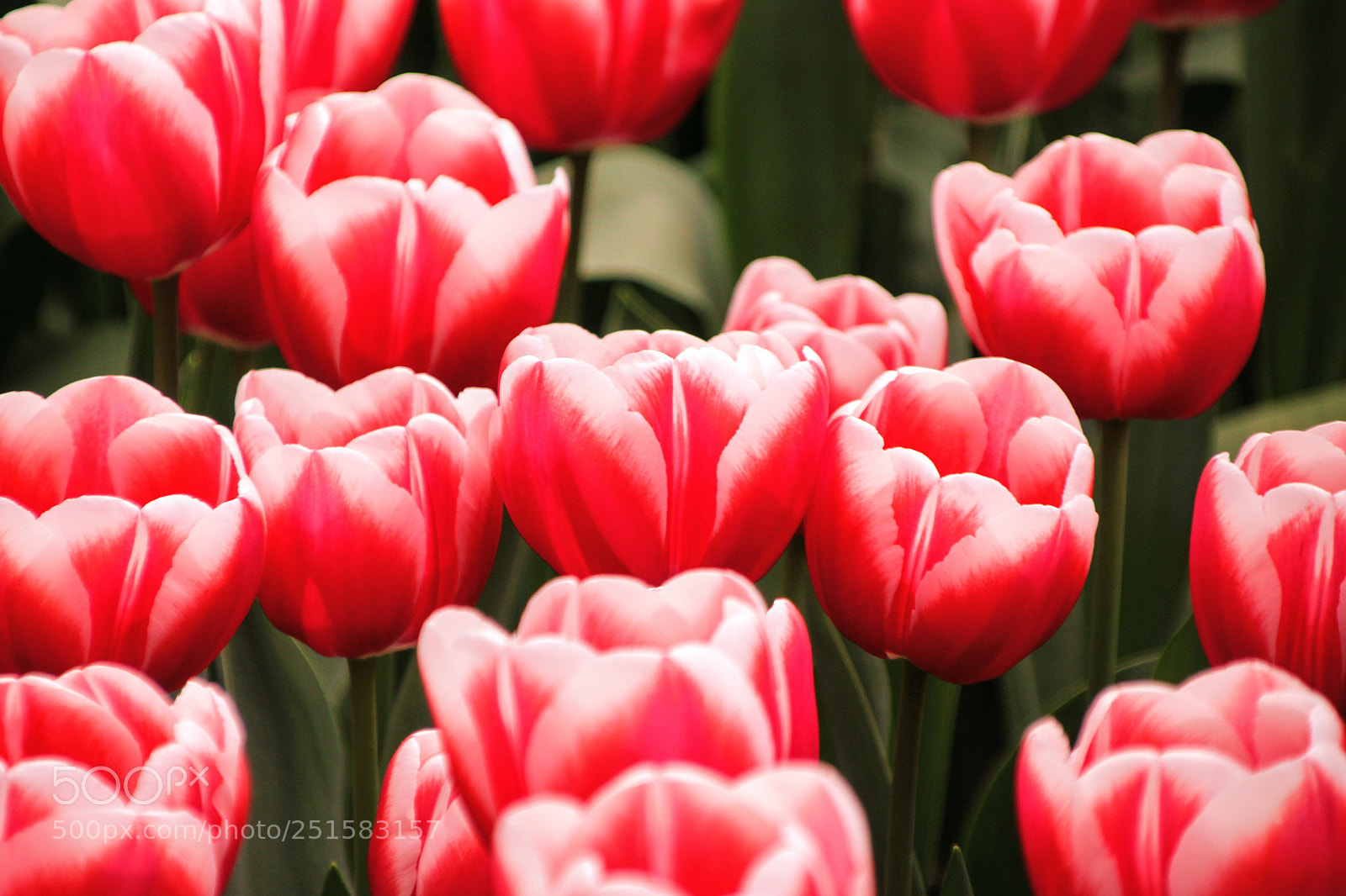 Canon EOS 650D (EOS Rebel T4i / EOS Kiss X6i) sample photo. Tulips ? photography