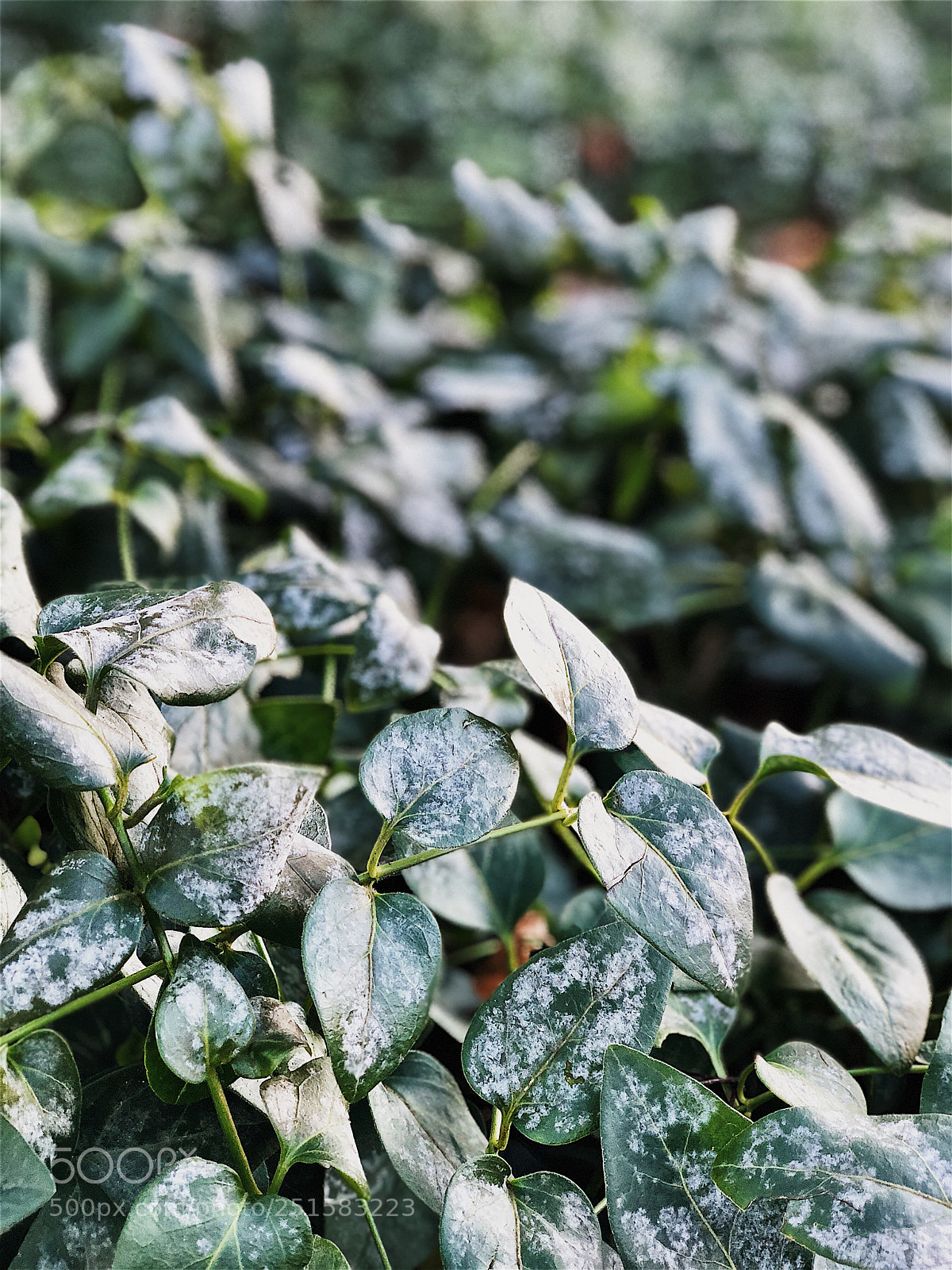 Apple iPhone X sample photo. Brina photography