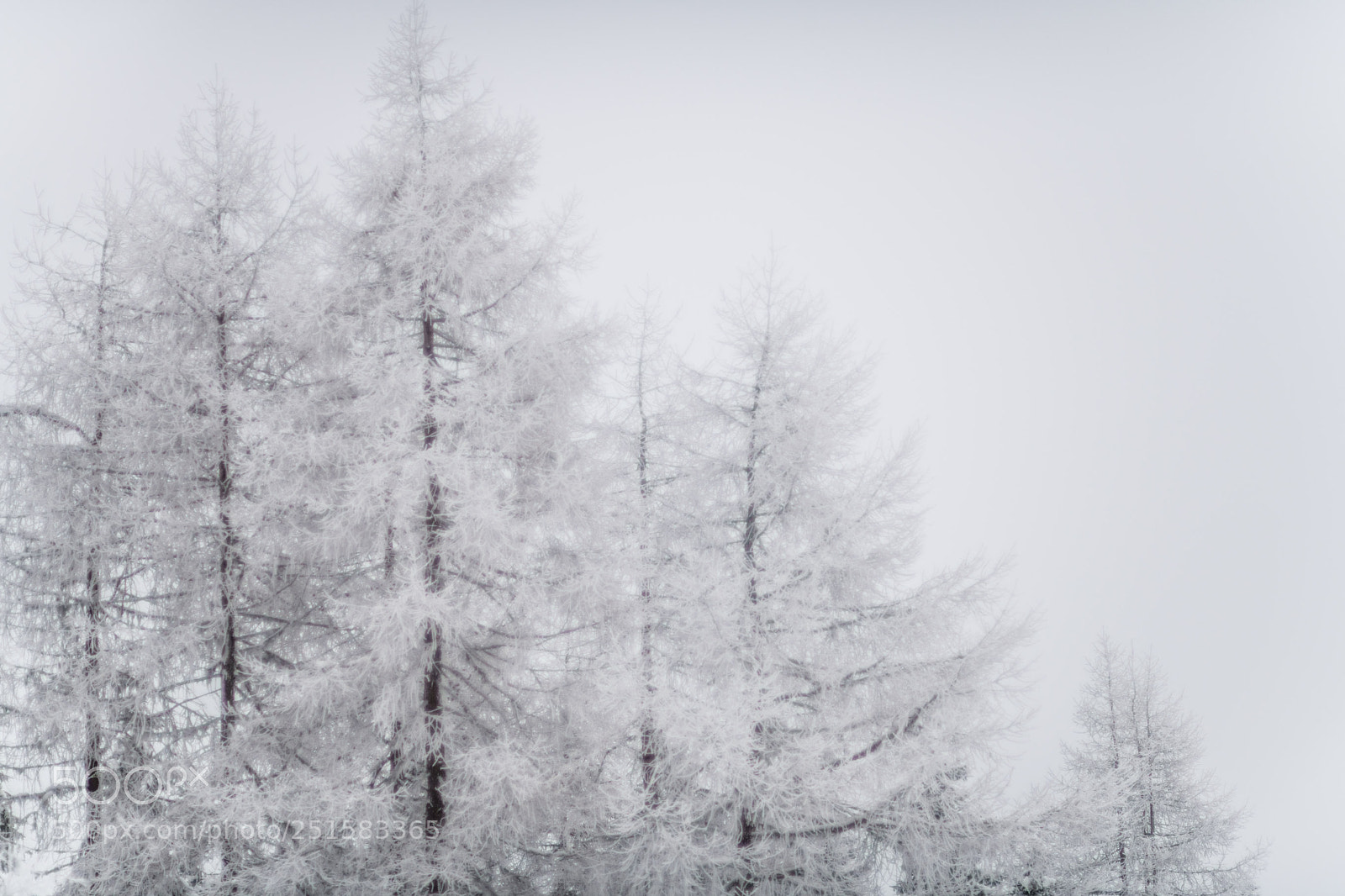 Nikon D850 sample photo. Cabane dans les arbres photography