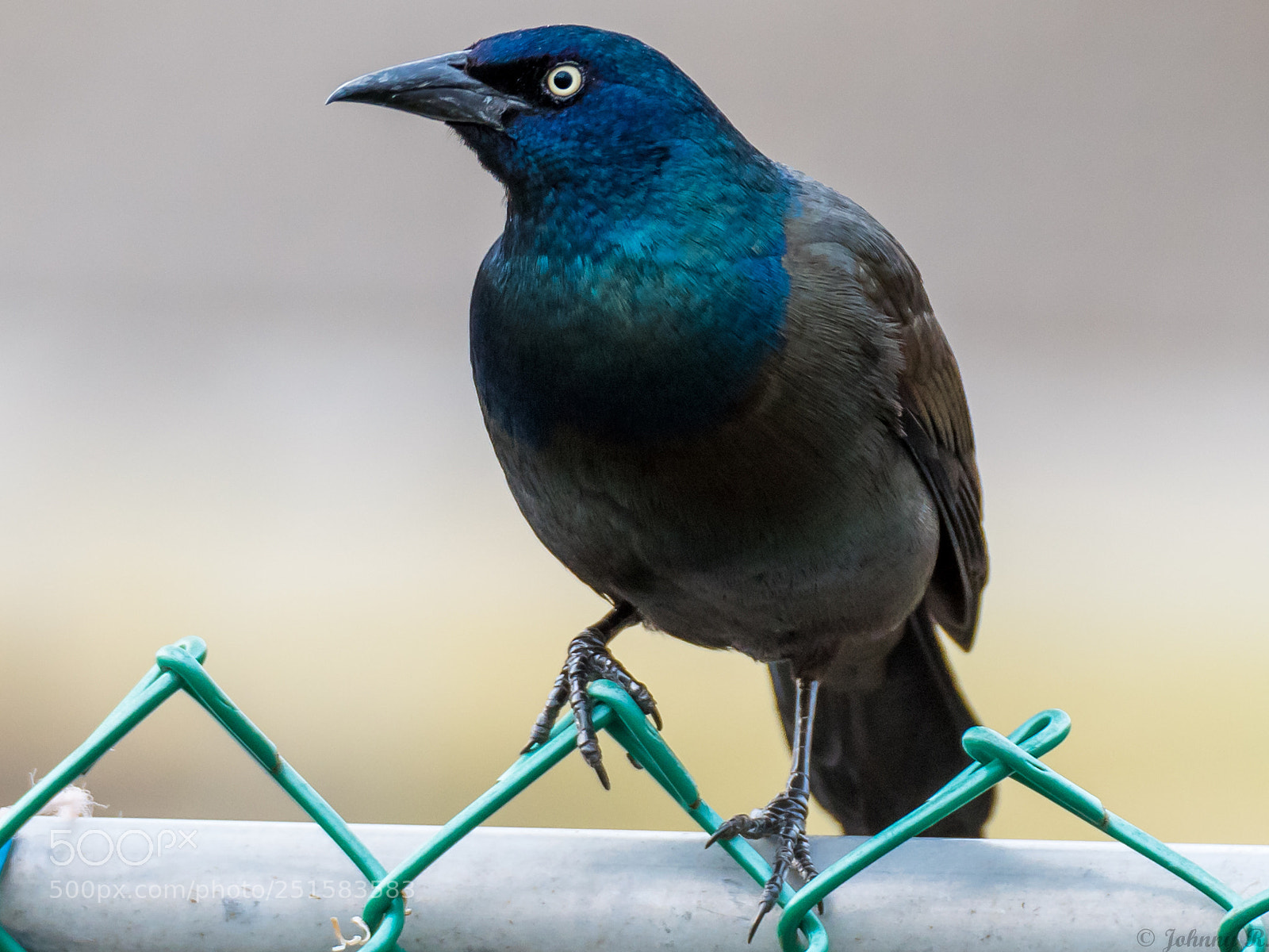 Nikon D810 sample photo. Common grackle photography