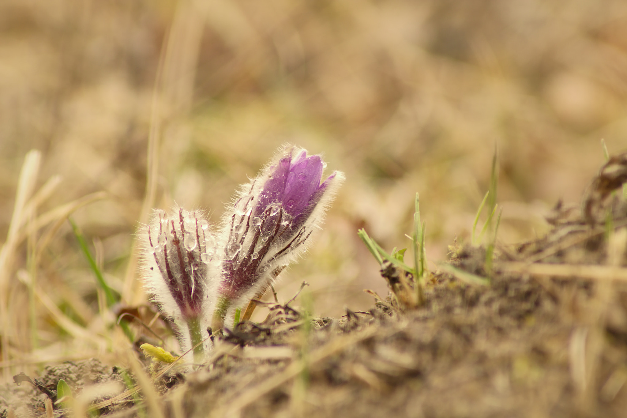 Canon EOS 1300D (EOS Rebel T6 / EOS Kiss X80) sample photo. Pulsatilla vernalis photography