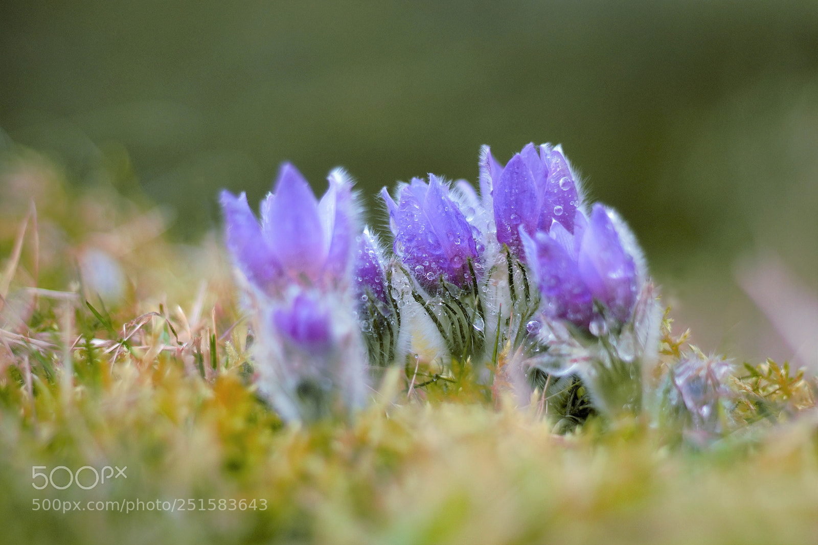 Canon EOS 1300D (EOS Rebel T6 / EOS Kiss X80) sample photo. Pulsatilla vernalis photography