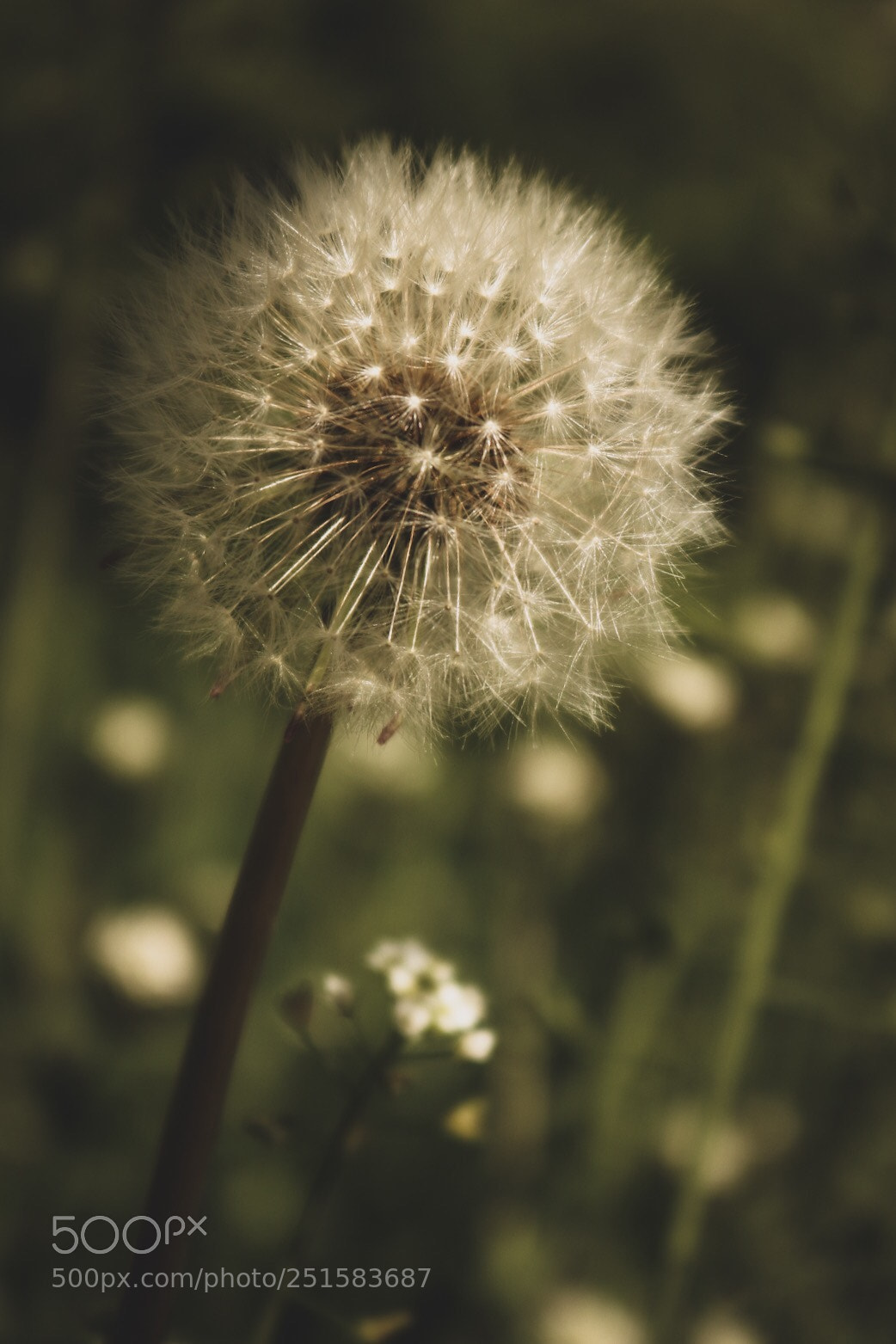 Canon EOS 750D (EOS Rebel T6i / EOS Kiss X8i) sample photo. Untitled photography
