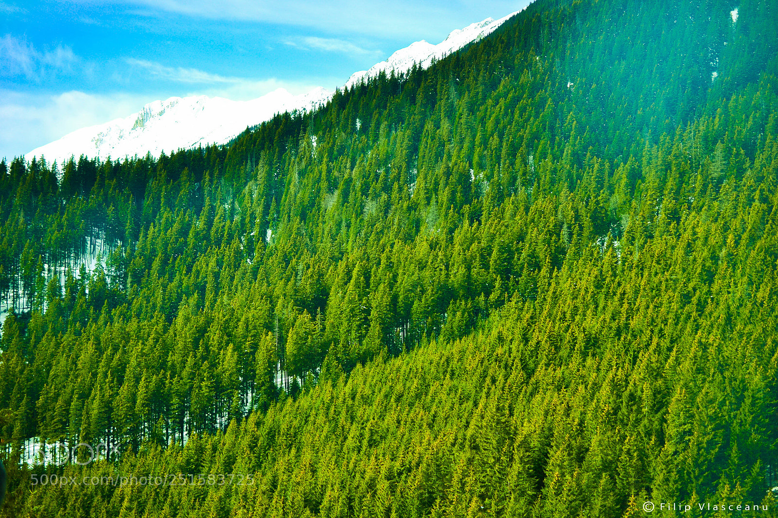 Nikon D3100 sample photo. Greenery photography
