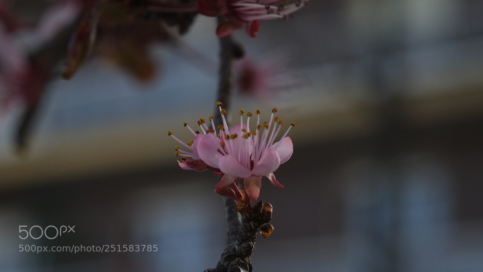 Fujifilm X-E1 sample photo. A little flower photography