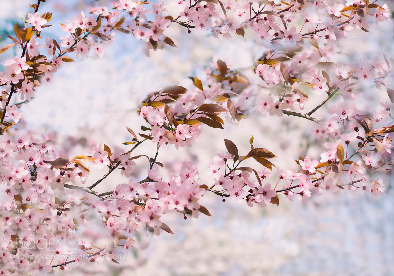 Nikon D610 sample photo. Blossom photography
