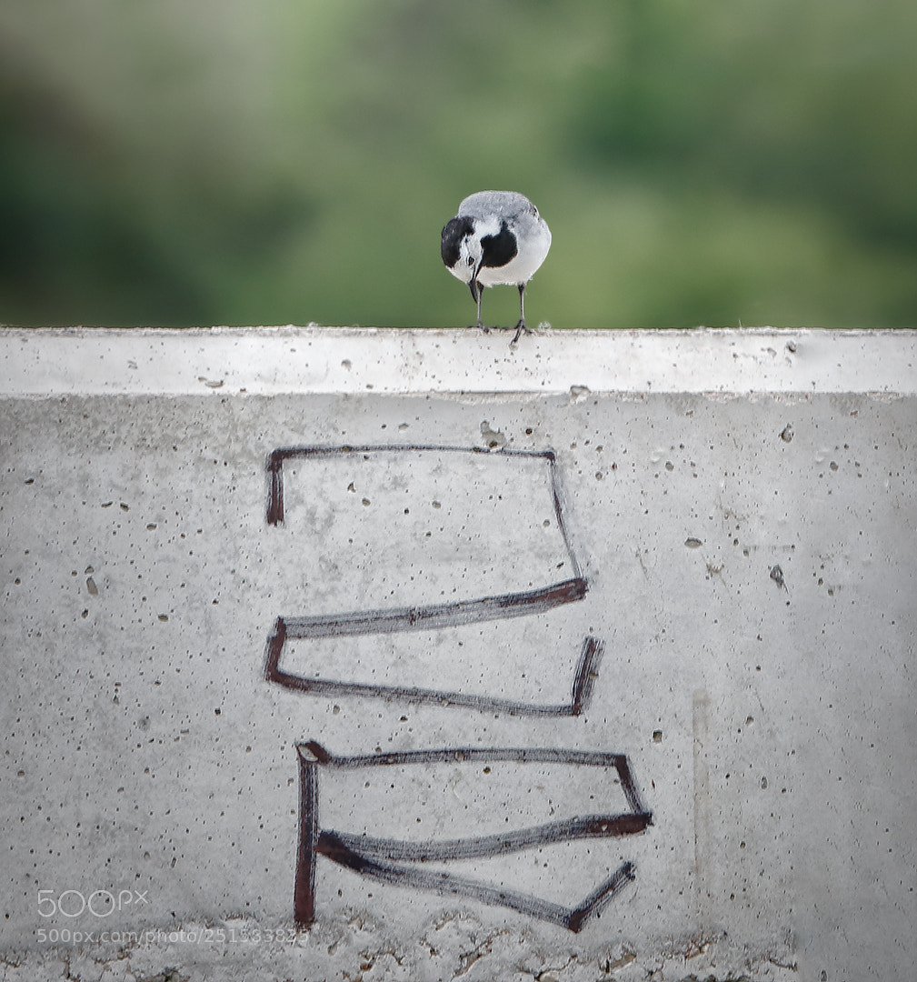 Canon EOS 70D sample photo. ??? photography