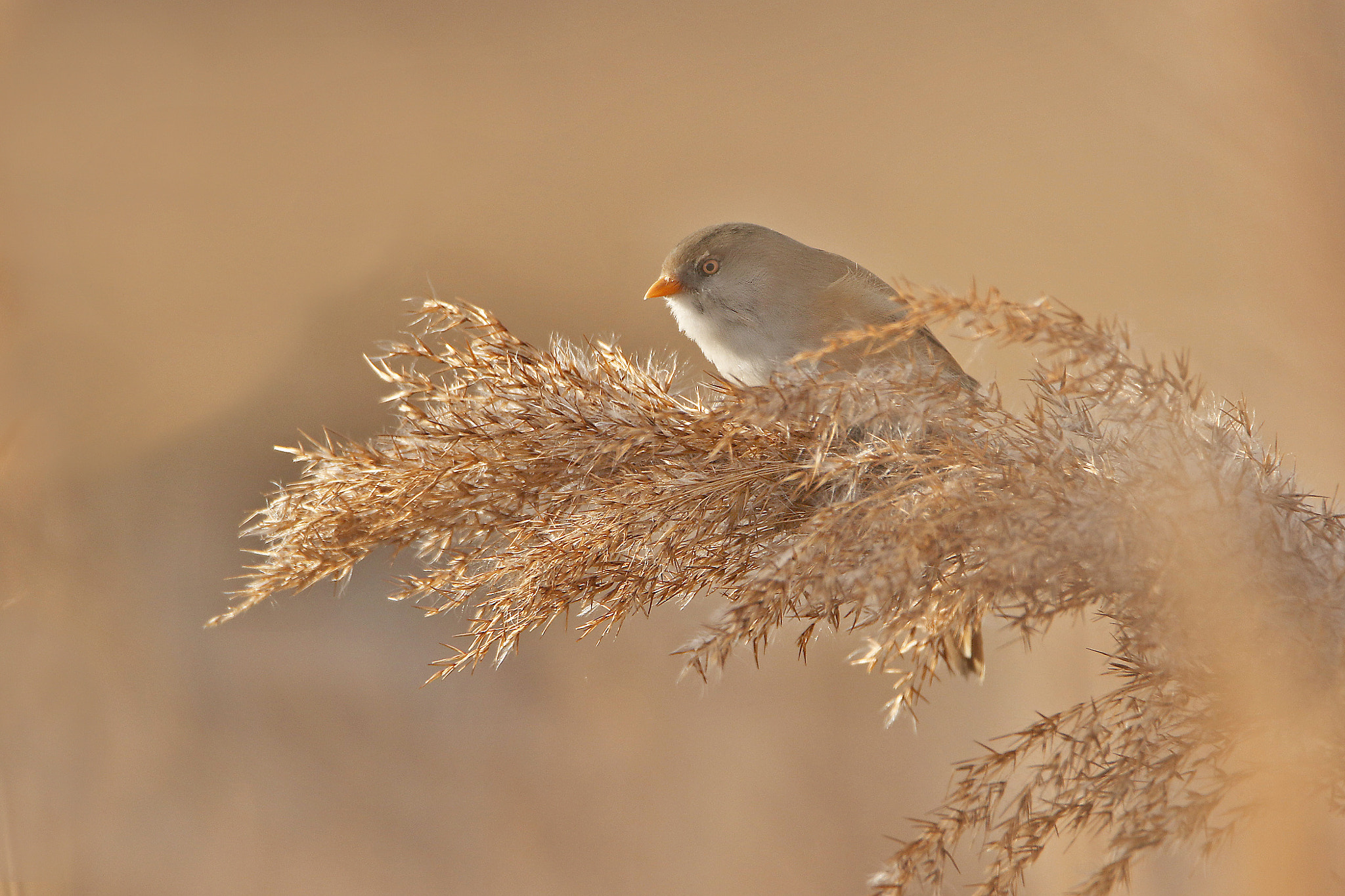 Tamron SP 150-600mm F5-6.3 Di VC USD sample photo. Female photography
